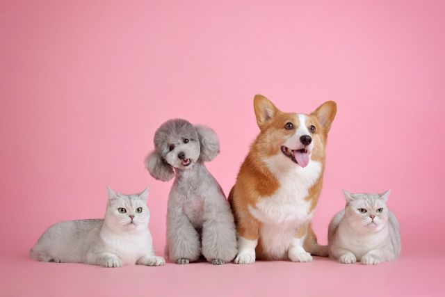 Chiens et Chats du sourire ...