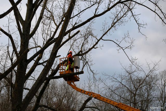 Élagage des arbres à Bois Thierry...