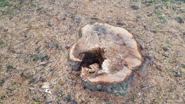 Pourquoi certains arbres sont abattus à Caudry ?