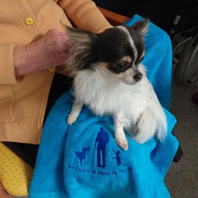 Première visite des Chiens et Chats du Sourire ...