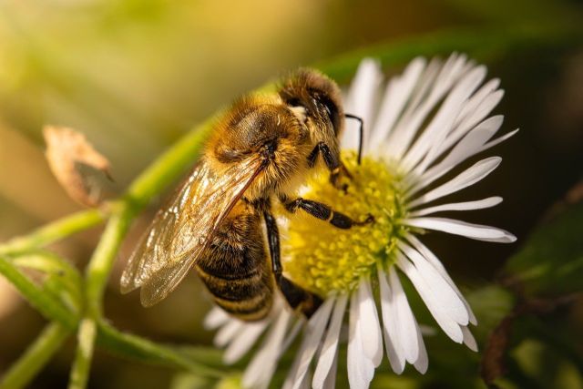 Un projet sur les abeilles mis en place dans les écoles ...