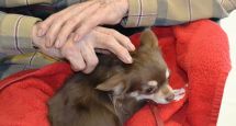 Chiens et Chats du Sourire