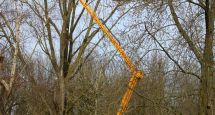 Élagage des arbres à Bois Thierry.