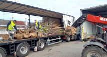 Pourquoi certains arbres sont abattus à Caudry