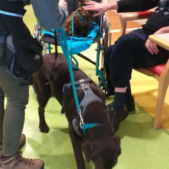 Première visite des Chiens et Chats du Sourire