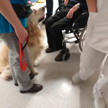 Première visite des Chiens et Chats du Sourire