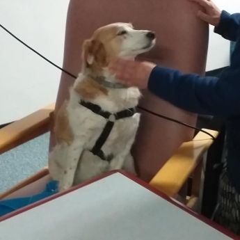 Première visite des Chiens et Chats du Sourire