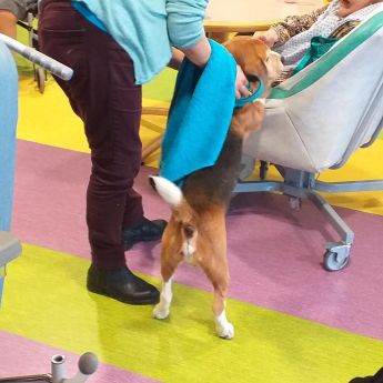 Première visite des Chiens et Chats du Sourire